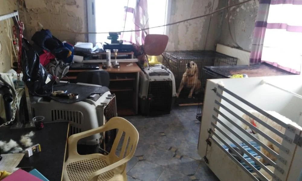 Θεσσαλονίκη: Δίωξη στην γυναίκα που είχε 16 σκυλιά σε διαμέρισμα στην Τούμπα